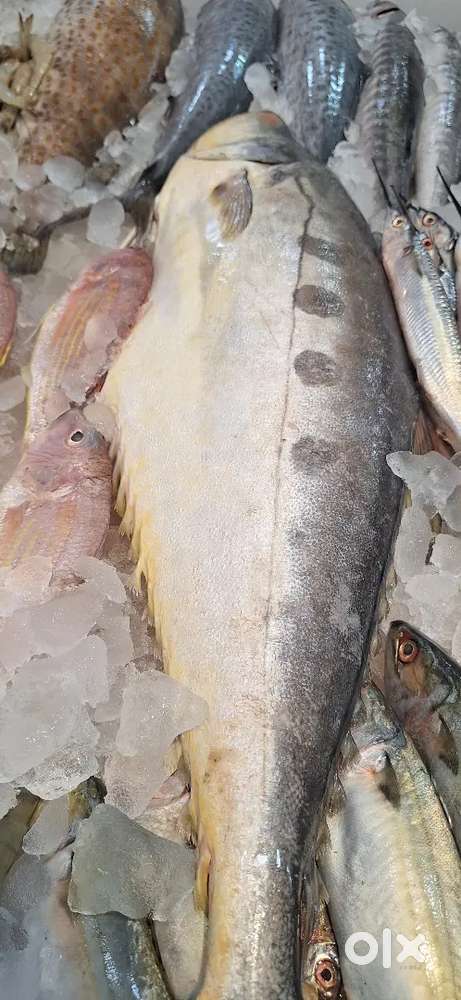 Fish chicken cutting master experience must fre room free food