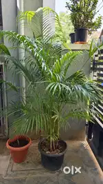 Arica palm plant