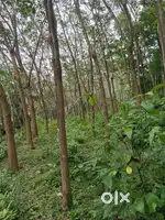 30 cent  rubber plot