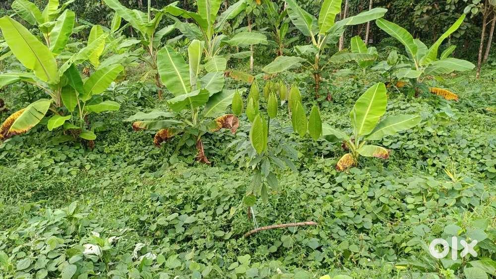 Plot for sale in Meloor