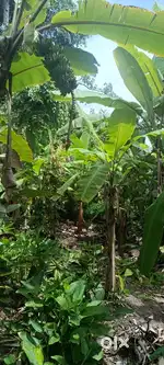 7 cent land for sale at CHAVARA