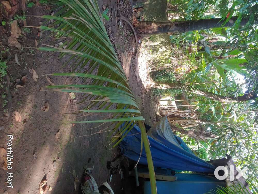 Land sale nearby Mannuthy