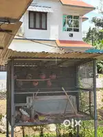 Birds Cage For Sale