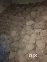 Gobar Pathian for sale