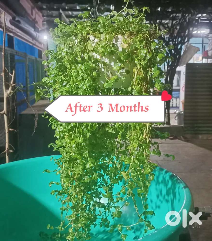 Beautiful Indoor and outdoor hanging plants.