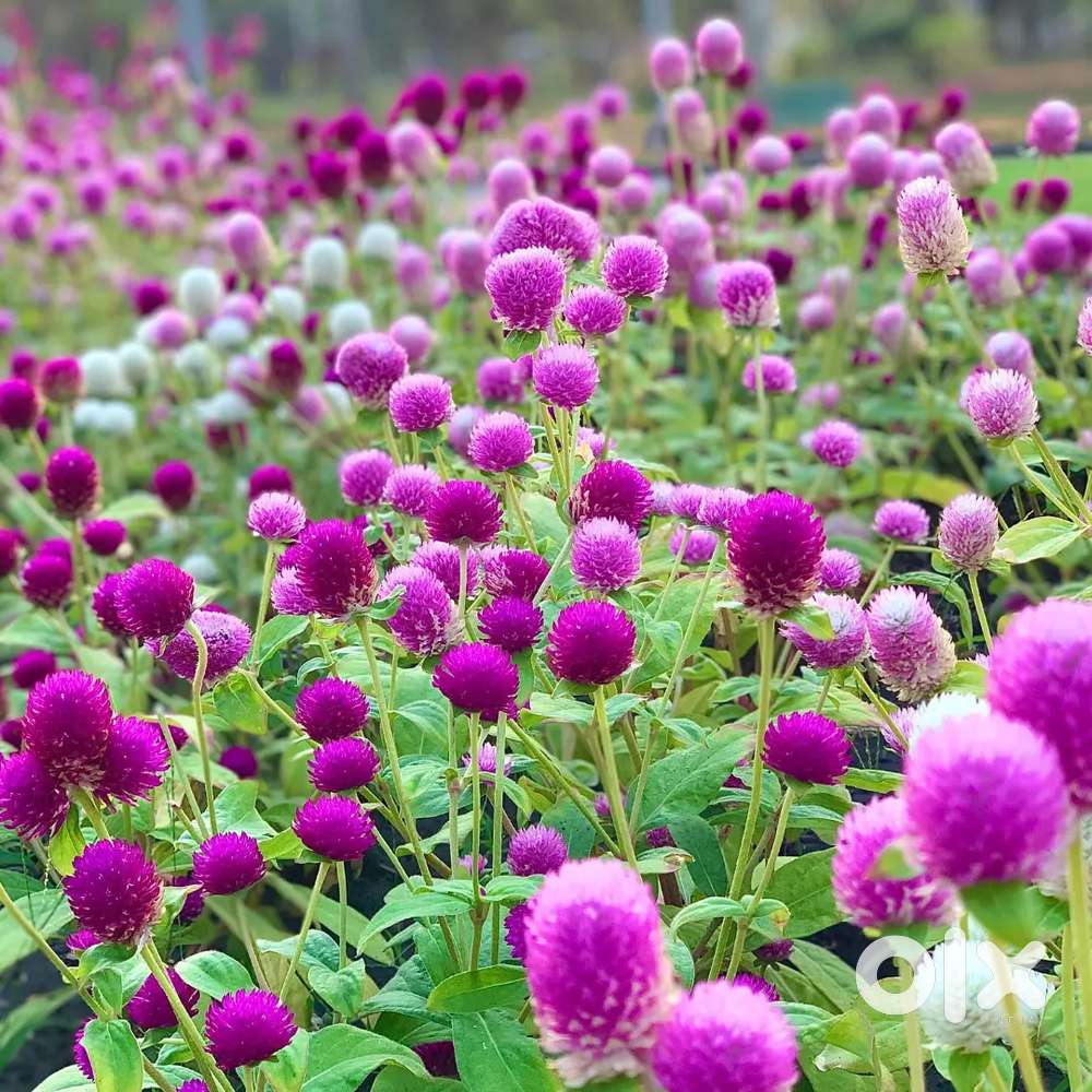 10 cent square plot for sale. 8 lakhs /cent genuine buys only contact