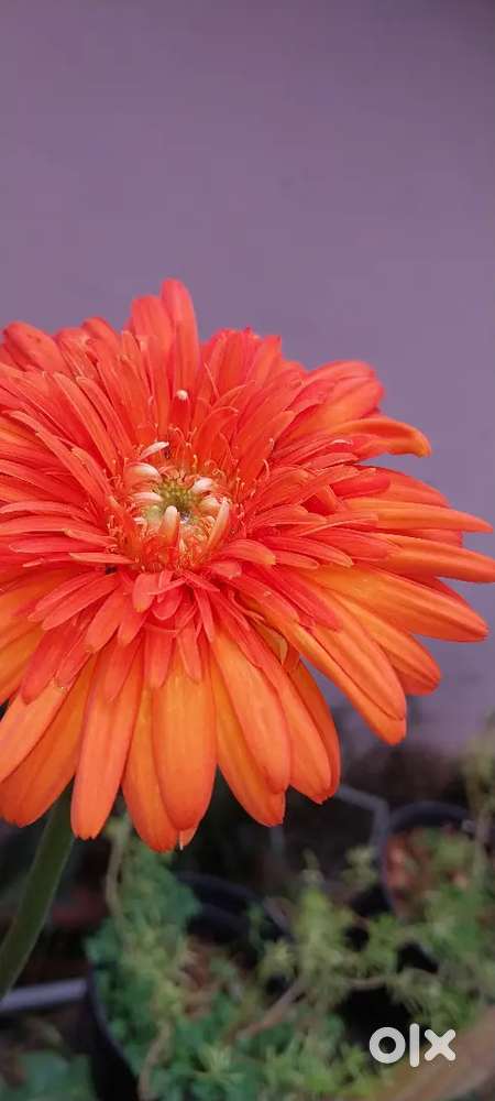 Servant for looking after baby and cleaning house required