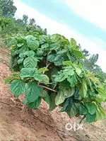 Best Managed Farmland For Sale in Gouribidanur