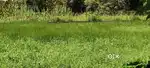 Land for sale at Bopara