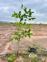Multipurpose Resdl.,plot just 0.5 k.m.to village & bus road-VINUKONDA.