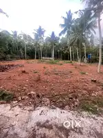 15 cent Plot ( 3.75 lakhs/ cent)  for sale near poovar- parassala road