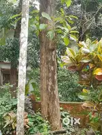 Teak wood for sale