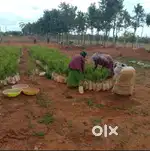 6534sqft Land At Gouribidnur Highway Call for details