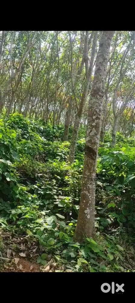 Thoudugoli near kalmaje 10acre 53cents land urjent sale