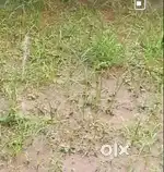 Prime Land for Sale in Thirunelveli thachanalur