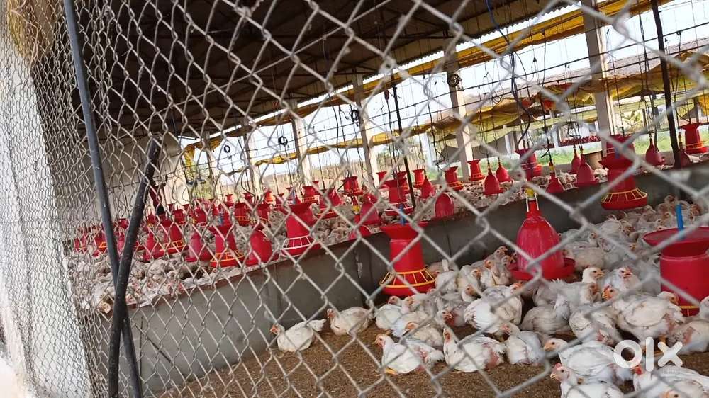 Poultry farm
