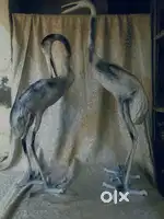 Heavy solid hard silver metal swan pair 106 cm