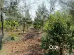 1056 చ గ ప్లాట్ ₹9 లక్షలకే – శ్రీగంధం, మహాగని, నేరేడు మొక్కలతో సహా