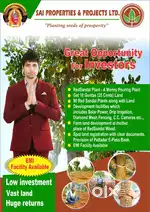 Red sandle wood form land for sale