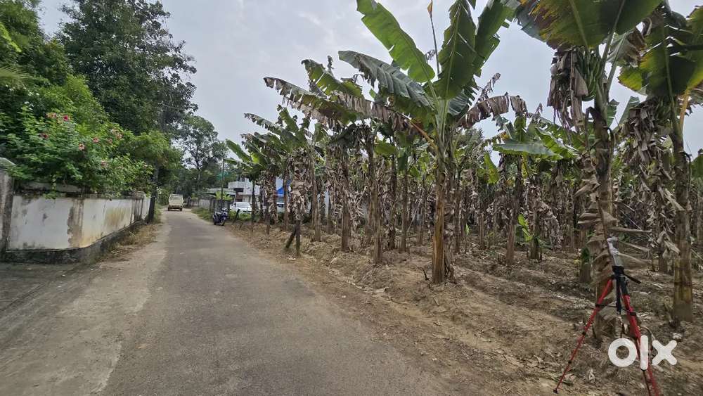 Nedumbassery near airport 52 cent house plot for sale immediately