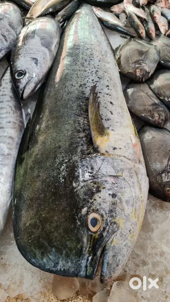 Fish cutting and chicken cutting