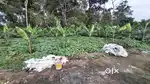 5.5 cent house plot near pothencode.