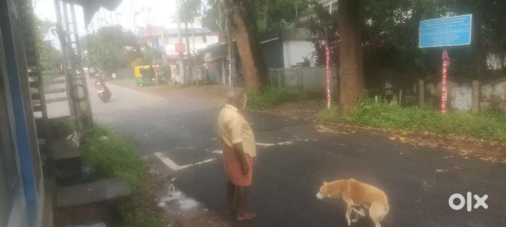 11 cent Commercial/Residential polt in Palissery, Palakkal, Thrissur