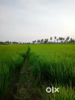 Agriculture land 54 cents