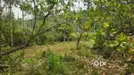 1acar  dry land and 3acar paddy  field  for  sale @wayanad