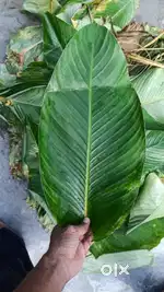 Kou Paat for tupula rice