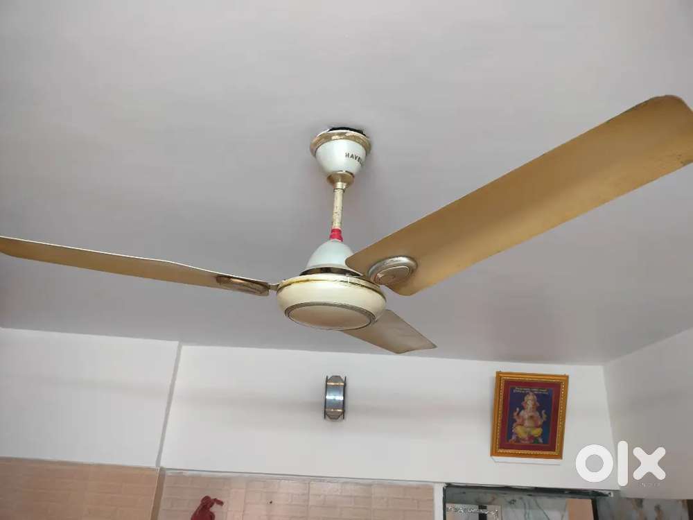 Cieling Fans