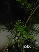 Farm Land in Palamedu Madurai