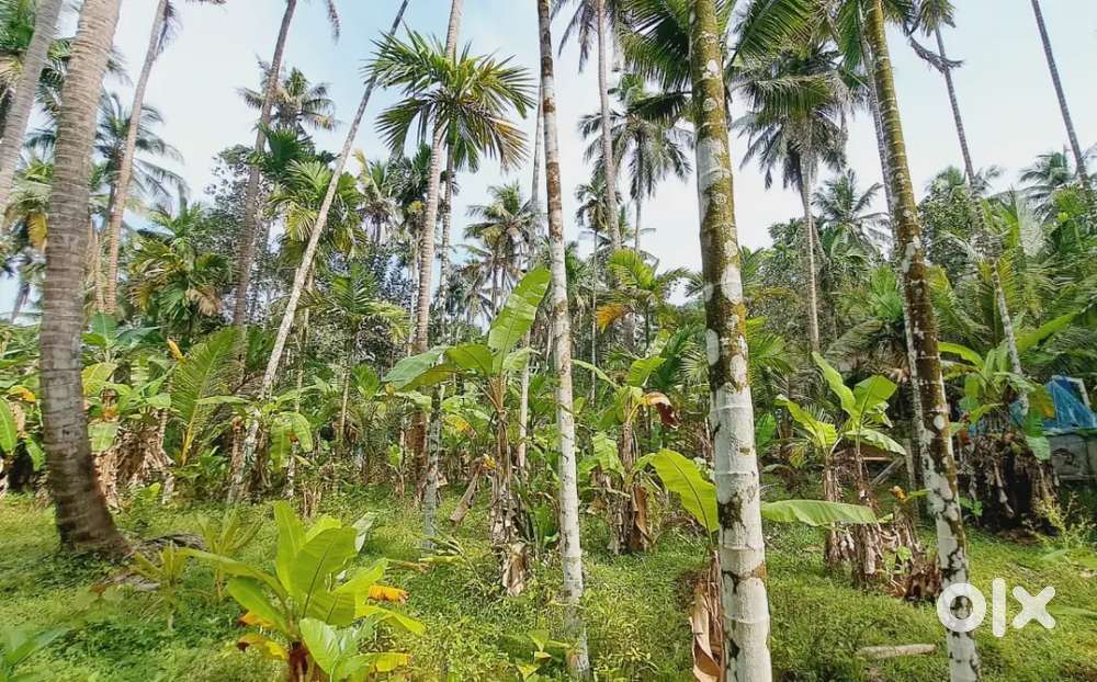 കീഴൽ സ്കൂളിന് സമീപം 22 cent സ്ഥലം വില്പനയ്ക്ക്