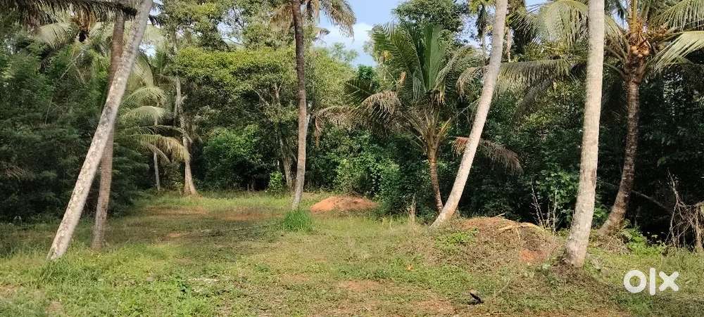 Cherthala തണ്ണീർമുക്കം ബസ് റൂട്ട് 25cent വില്പനയ്ക്ക് 3 രൂപ സെന്റിന്