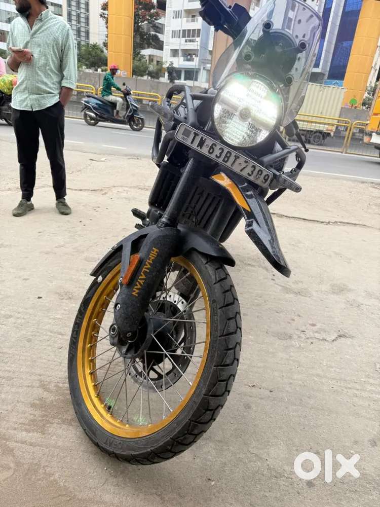 Himalayan for sale