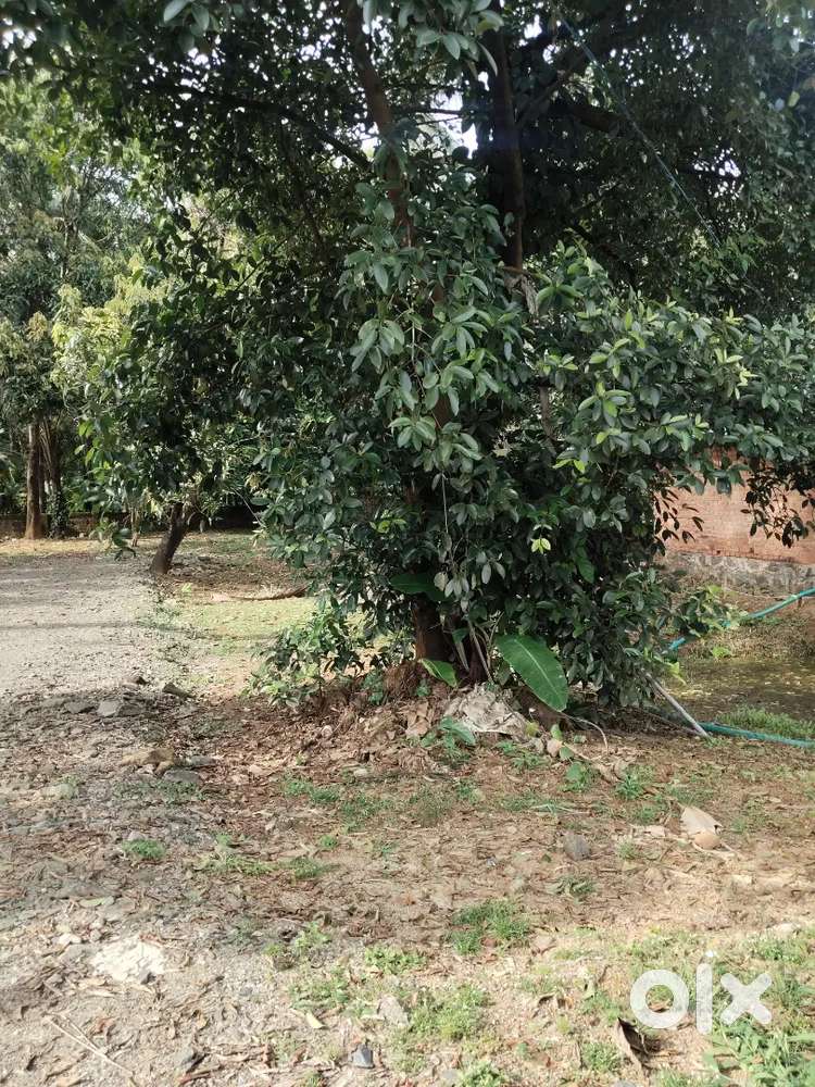 Thrissur mannuthy indiranagar 7.50 cent plot for sale per cent 7 lakh