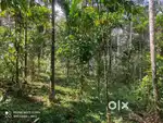 60-Cent Forest View Plot for Sale in Vadakkanad Wayanad