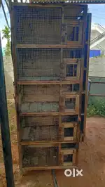 Birds cages breeding purposes