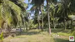 5 Acre coconut farm for sale in Palakkad