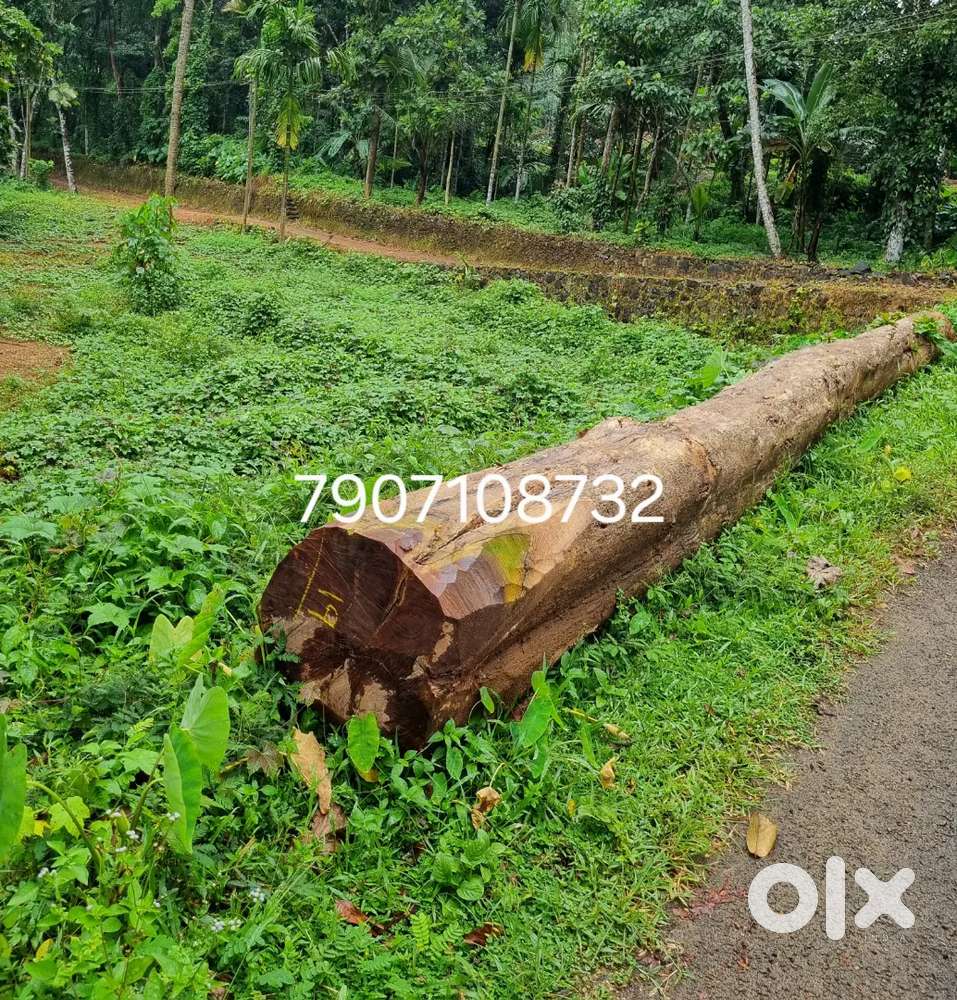 10 cent purayidam near elanji