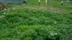 6100sqft land sale in Sri Thirupathi Nagar Extension, Kundrathur