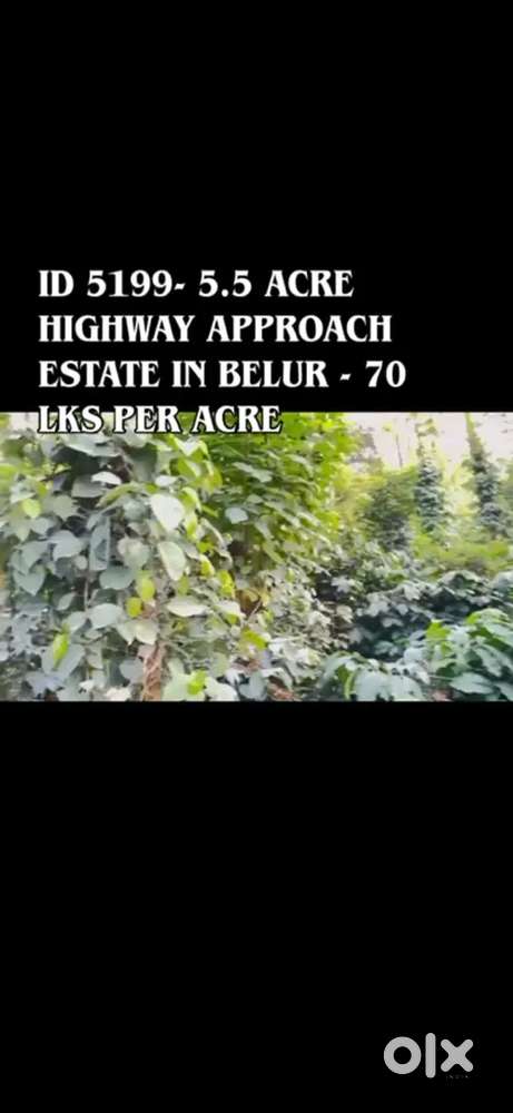5.5acres coeffe and pepper plantation for sale near belur mudigere roa