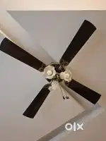 Crompton Uranus Brown Fans