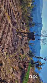 21 bigha proprty village khayri