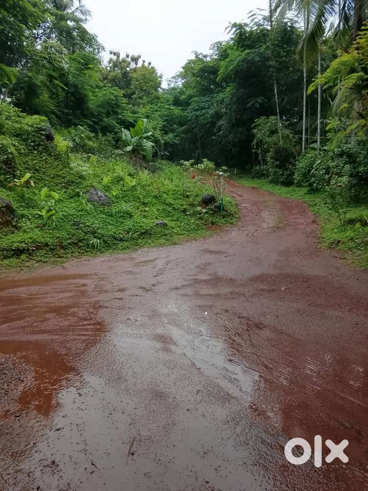 80സെന്റ് തോട്ടം (തെങ്ങ് കവുങ് )water facility, electricity availablé