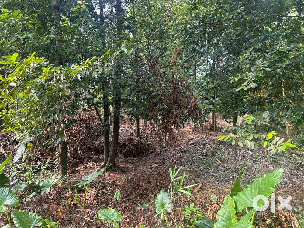 24 Cent Plot for Sale in Mangalam, Chengannur – Peaceful Location