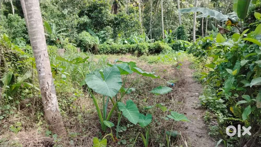 10 cents  land NEAE CHERUKODE KPHCS AND AKSHAYA NAGAR RESIDENCE BLOCK