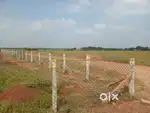 VAGAIKULAM FARM LAND  Red Soil  Ample Water  On Road