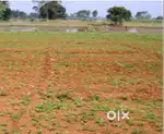 3 Acres agricultural land for sale with Thar road approach