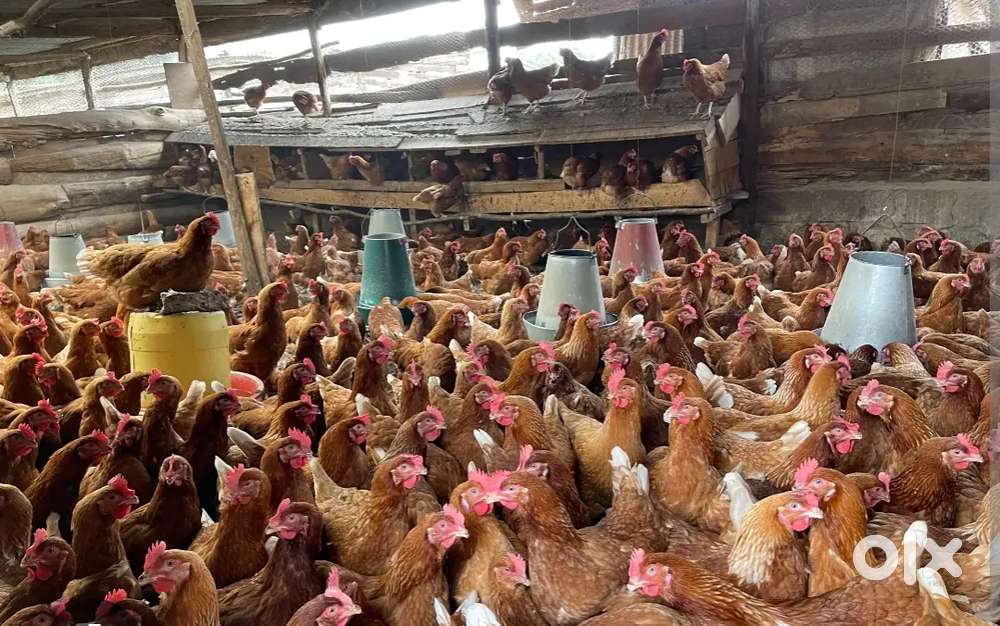 Need poultry farm worker